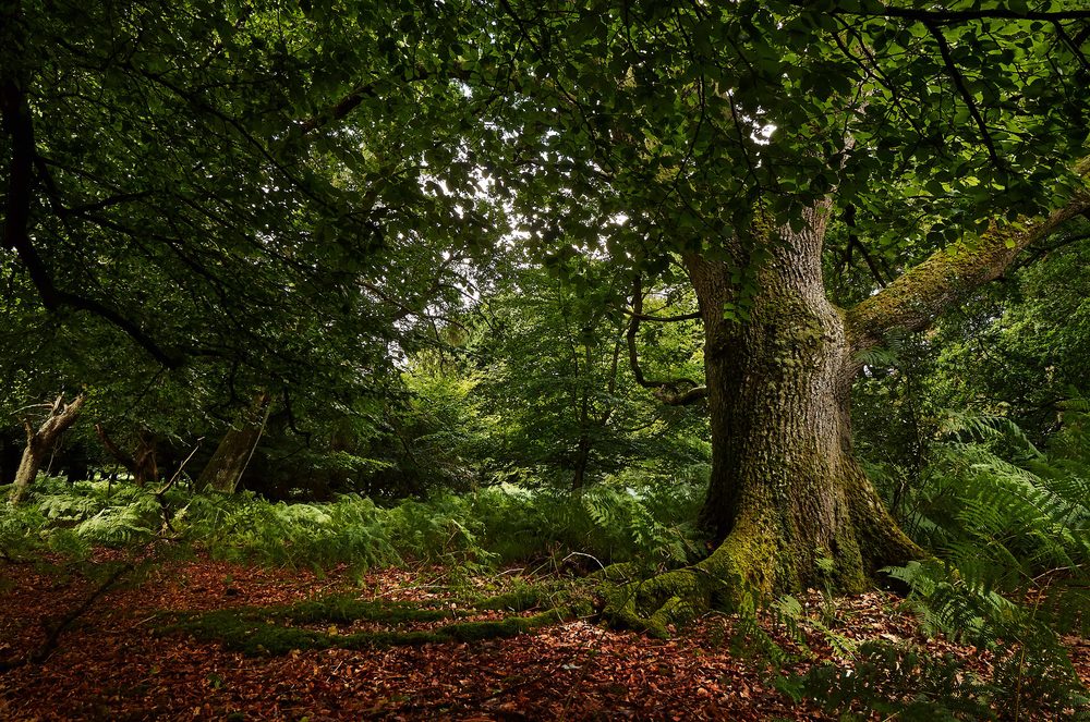 Oak tree in English forest, autumn Oak tree in English forest, autumn